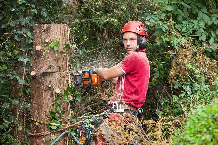 Baumfällung in Krefeld – kontrollierte Fällung per Seilklettertechnik