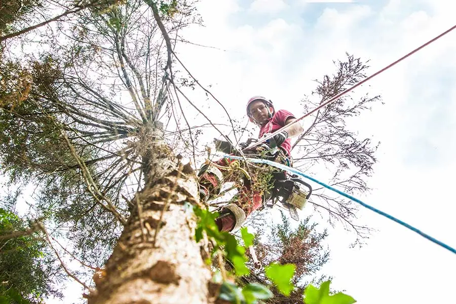 Gewerbliche Baumpflege durch Baumpflege Ruta am Niederrhein