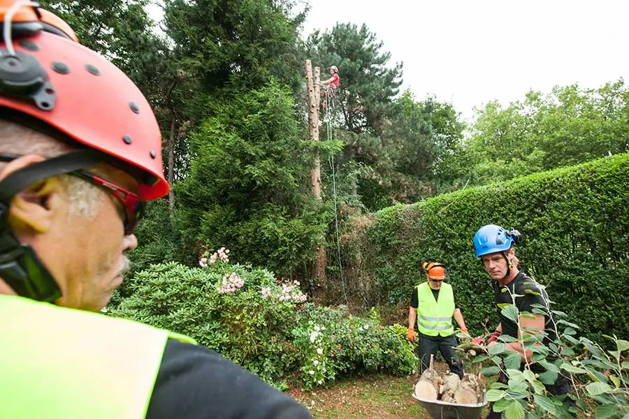 Garten- und Pflasterarbeiten am Niederrhein durch Baumpflege Ruta