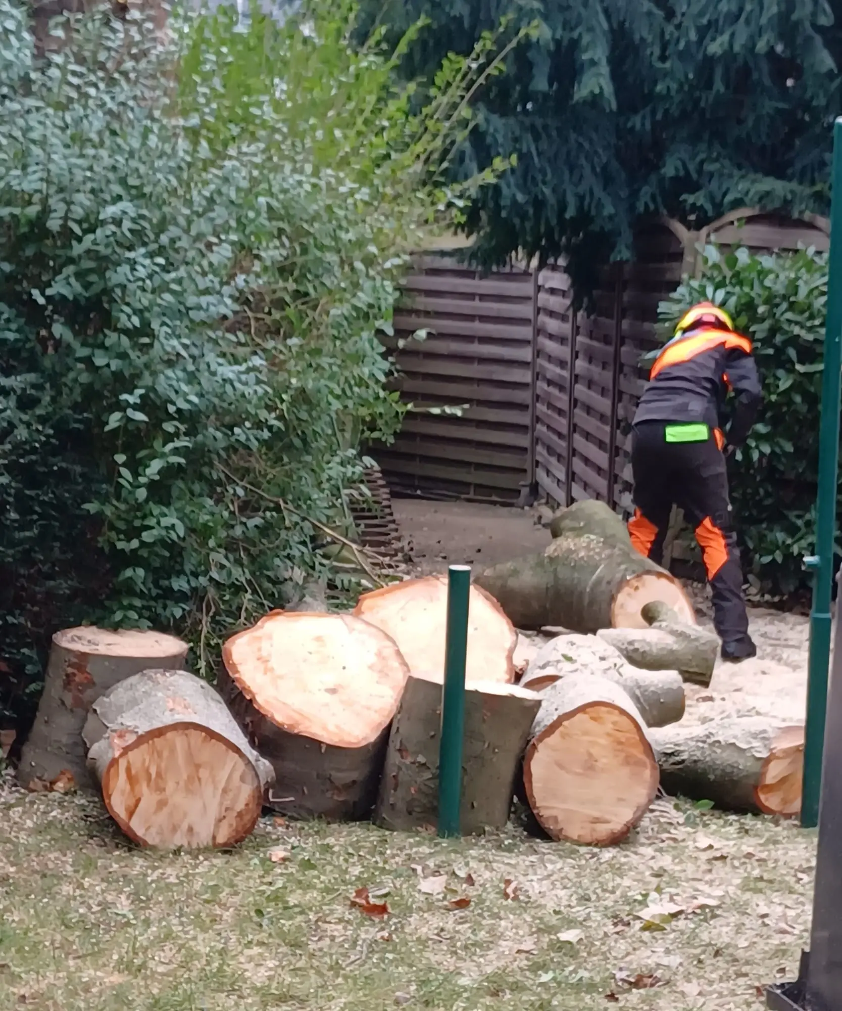 Mitarbeiter räumt zersägte Stammabschnitte aus dem Garten und transportiert sie ab